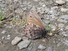 Oeneis glacialis