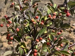 Cotoneaster pannosus
