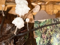 Hemimycena