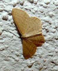 Scopula virgulata