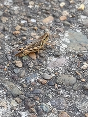 Melanoplus fasciatus