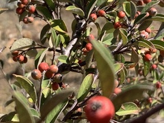 Cotoneaster pannosus