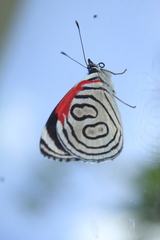 Diaethria neglecta