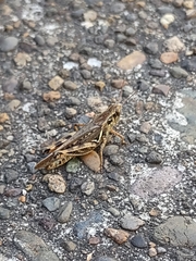 Melanoplus fasciatus