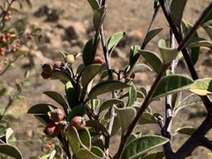 Cotoneaster pannosus