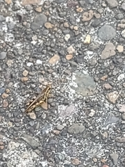 Melanoplus fasciatus
