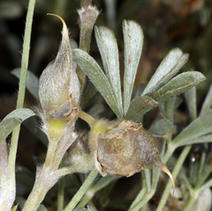 Lupinus brevicaulis