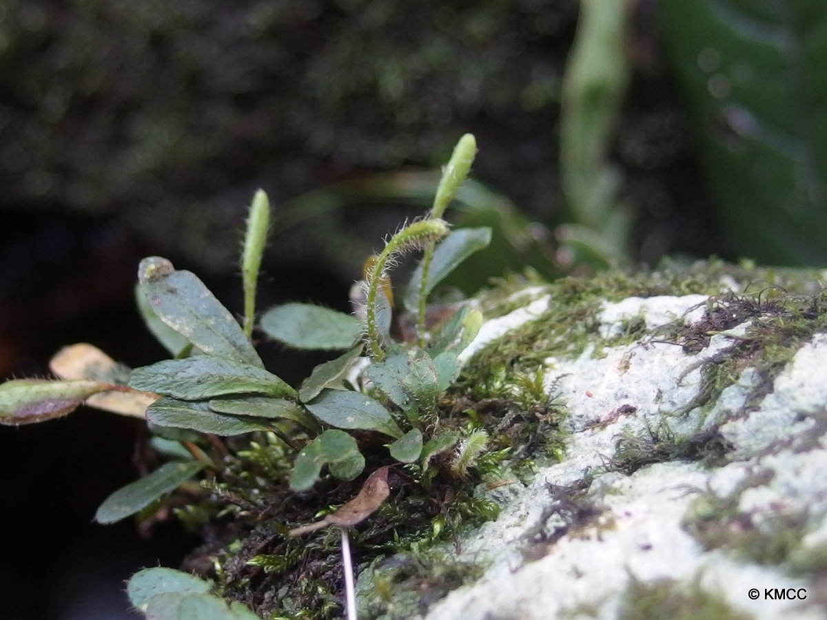 Elaphoglossum spatulatum