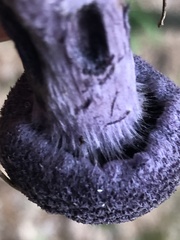 Cortinarius violaceus