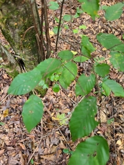 Carpinus caroliniana