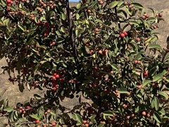 Cotoneaster pannosus