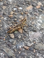 Melanoplus fasciatus