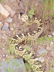 Crotalus molossus molossus