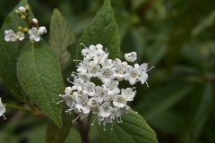 Viburnum jucundum