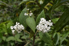 Viburnum jucundum