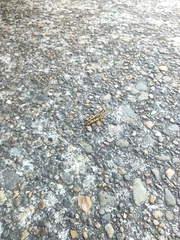 Melanoplus fasciatus