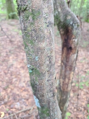 Carpinus caroliniana