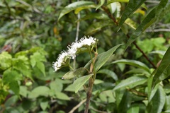 Viburnum jucundum
