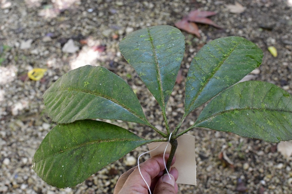 Oreopanax echinops; photograph (c) Neptalí Ramírez Marcial, some rights reserved (CC BY)