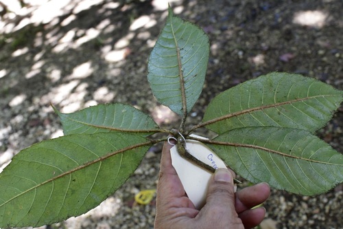 Oreopanax echinops, photograph 1