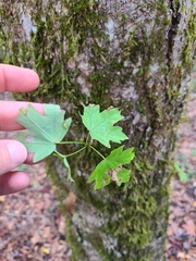 Acer floridanum