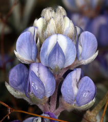 Lupinus brevicaulis