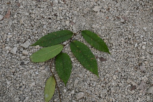 Aphananthe monoica, photograph 6