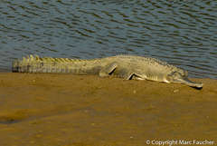 Gavialis gangeticus