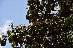 Chiranthodendron pentadactylon