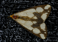 Haploa confusa