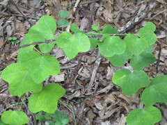 Passiflora lutea