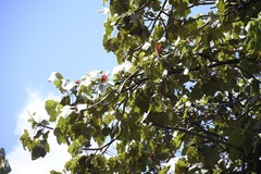 Chiranthodendron pentadactylon