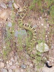 Crotalus molossus molossus