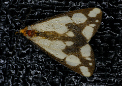 Haploa confusa