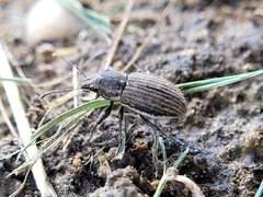 Naupactus leucoloma