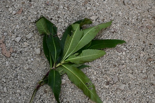 Hedyosmum mexicanum (Hedyosmum mexicanum)