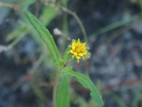 Image of Melampodium longicorne by no rights reserved
