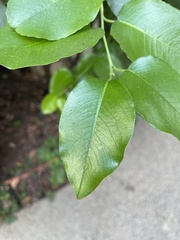Prunus ilicifolia
