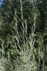 Salix exigua