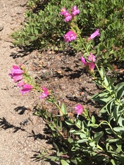Penstemon newberryi