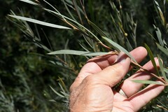 Salix exigua