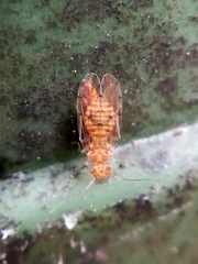 Ectopsocus