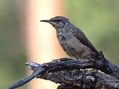 Salpinctes obsoletus