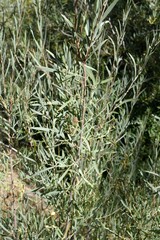 Salix exigua