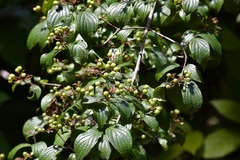 Cornus excelsa