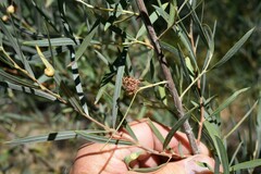 Salix exigua