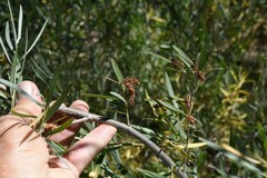 Salix exigua
