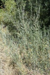 Salix exigua