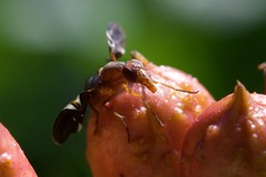 Delphinia picta