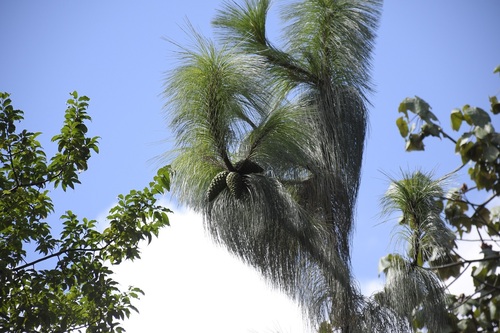 Michoacán pine (Pinus devoniana)